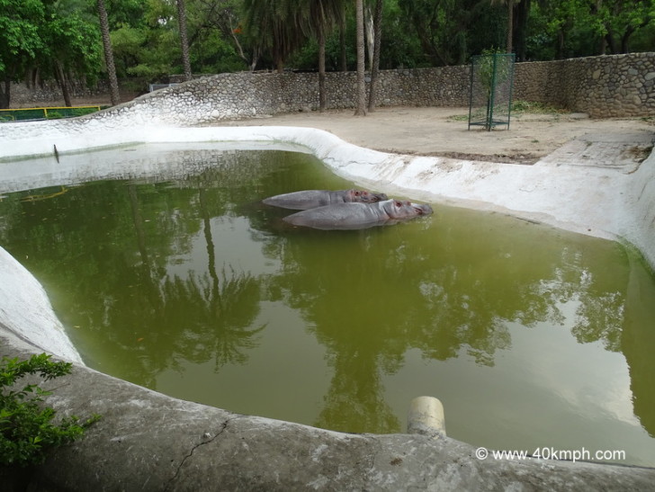 Hippopotamus at Chhatbir Zoo (Chandigarh-Patiala Road, Punjab, India)