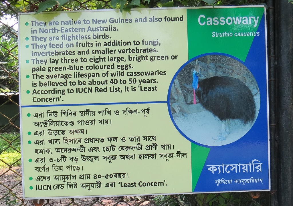 Facts About Cassowary