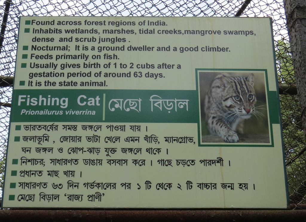 Facts About Fishing Cat