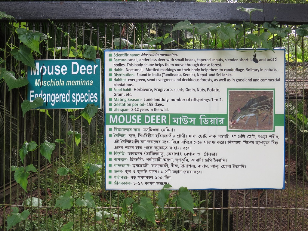 Facts About Mouse Deer